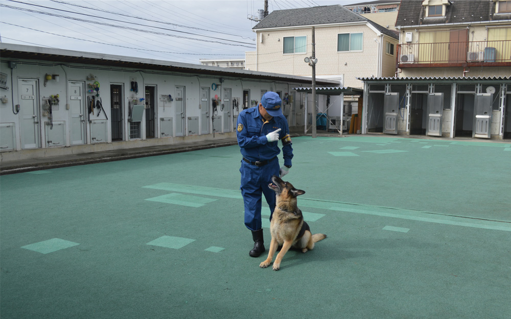 警察犬の訓練は、都内二箇所にある訓練所および周辺エリアで行われる。写真は高島平にある訓練所内で、基本となる「服従訓練」を行う様子。村山警部補の「前へ」「待て」の言葉にバリーはきちんと従う